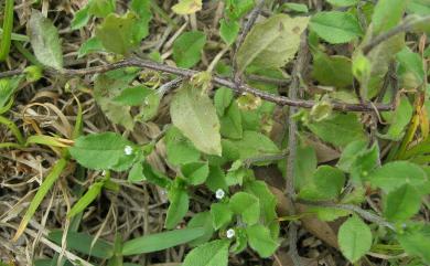 Bothriospermum zeylanicum (J. Jacq.) Druce 細纍子草