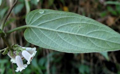 Paederia cavaleriei H.Lév. 毛雞屎藤