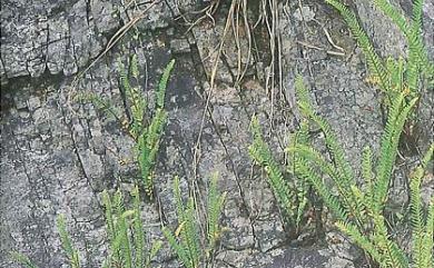 Nephrolepis cordifolia (L.) C.Presl 腎蕨