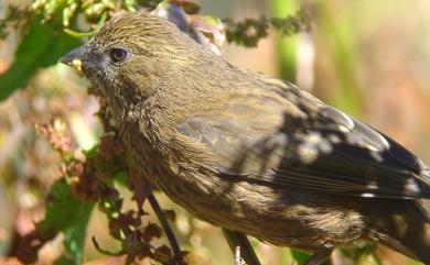 Carpodacus formosanus Ogilvie-Grant, 1911 臺灣朱雀