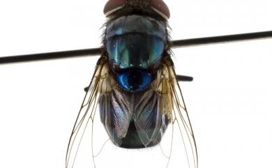 Chrysomya megacephala (Fabricius, 1794) 大頭金蠅