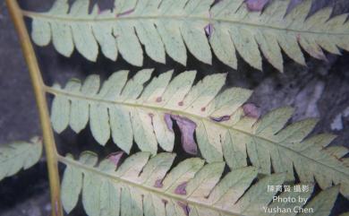 Cibotium taiwanense C.M.Kuo 臺灣金狗毛蕨