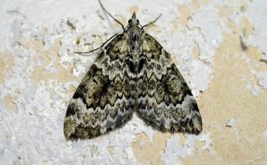 Pennithera lugubris Inoue, 1986