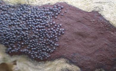 Annulohypoxylon nitens (Cesati) Y.M. Ju, J.D. Rogers & H.M. Hsieh 刨光炭團菌