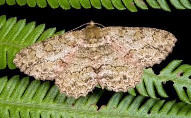 Paradarisa chloauges chloauges Prout, 1927