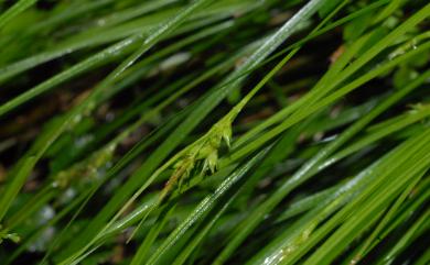 Carex mitrata var. aristata 具芒宿柱薹