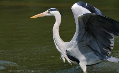 Ardea cinerea jouyi 蒼鷺