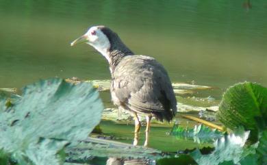 Amaurornis phoenicurus chinensis 白腹秧雞