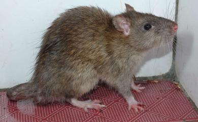 Rattus norvegicus (Berkenhout, 1769) 溝鼠