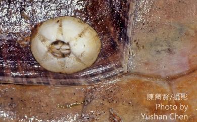 Chelonibia testudinaria (Linnaeus, 1758) 龜藤壺