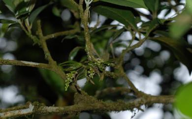 Saccolabiopsis viridiflora subsp. taiwaniana T.C.Hsu 臺灣擬囊唇蘭