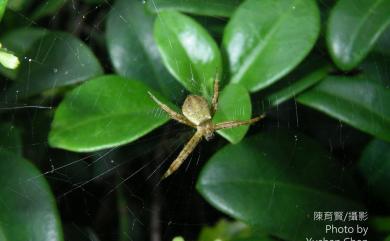 Argiope perforata Schenkel, 1963 斷紋金蛛