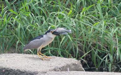 Nycticorax nycticorax nycticorax (Linnaeus, 1758) 夜鷺