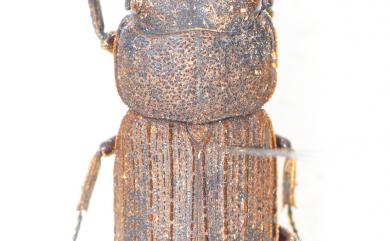 Dorcus taiwanicus Nakane et Makino,1985 臺灣鏽鍬形蟲