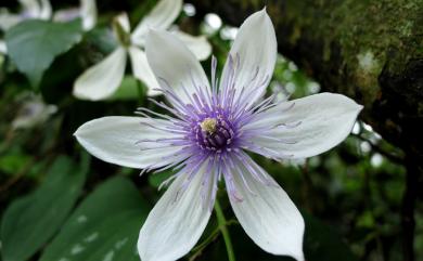 Clematis akoensis 屏東鐵線蓮