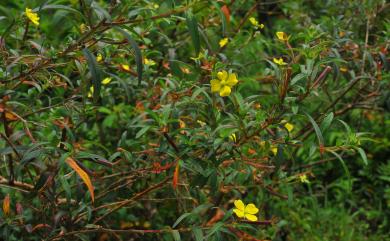 Ludwigia octovalvis (Jacq.) P.H.Raven 水丁香