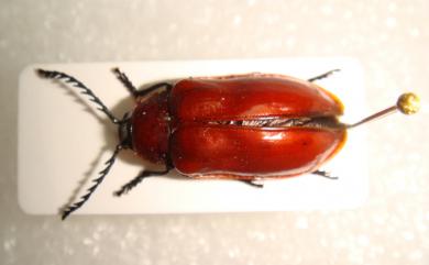 Coptocera yangi (Sato, Li & Lee 2004) 紅花甲