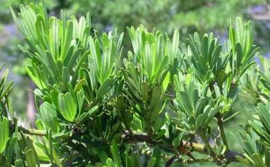 Podocarpus costalis 蘭嶼羅漢松