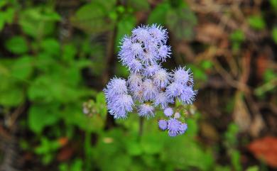 Ageratum houstonianum Mill. 紫花藿香薊