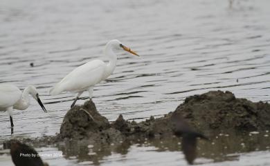 Egretta eulophotes (Swinhoe, 1860) 唐白鷺