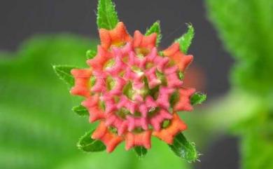 Lantana camara L. 馬纓丹