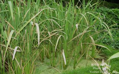 Zizania latifolia (Griseb.) Turcz. ex Stapf 菰