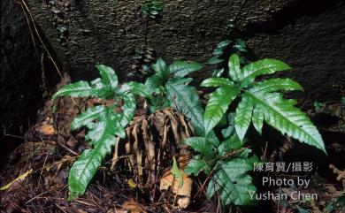 Tectaria phaeocaulis (Rosenst.) C.Chr. 蛇脈三叉蕨