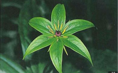 Paris polyphylla Sm. 七葉一枝花