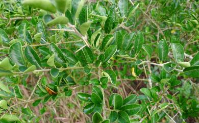 Maclura cochinchinensis 柘樹