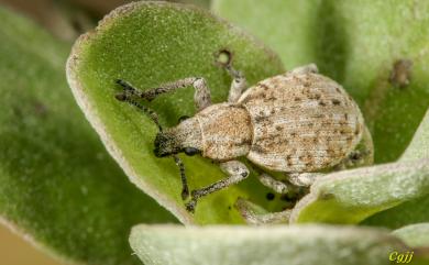 Scepticus griseus (Roelofs, 1873)