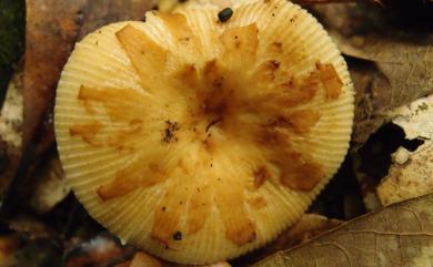 Russula senecis 點柄臭黃菇