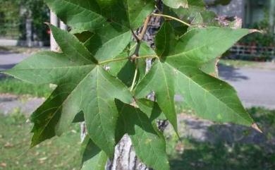 Liquidambar formosana Hance 楓香