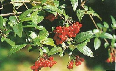 Viburnum foetidum var. rectangulatum 狹葉莢蒾