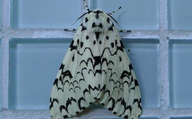 Lymantria concolor concolor Walker, 1855 絡毒蛾