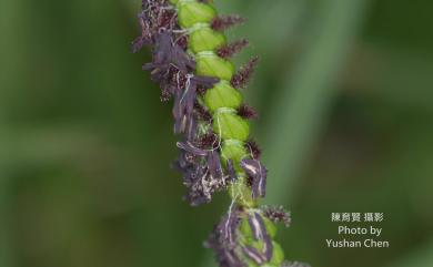 Paspalum scrobiculatum 鴨姆草