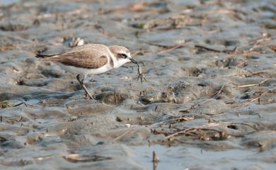 Charadrius dealbatus Swinhoe, 1870 白臉鴴