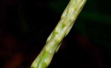 Asparagus cochinchinensis (Lour.) Merr. 天門冬