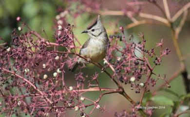 Yuhina brunneiceps Ogilvie-Grant, 1906 冠羽畫眉