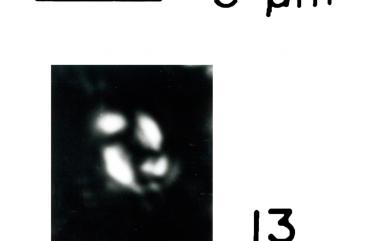 Reticulofenestra minuta P.H.Roth