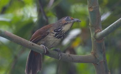 Megapomatorhinus erythrocnemis Gould, 1863 大彎嘴