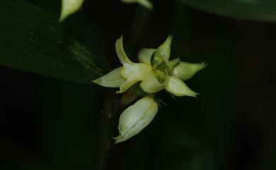 Tropidia curculigoides 仙茅摺唇蘭