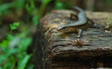 Sphenomorphus indicus Gray, 1853 印度蜓蜥