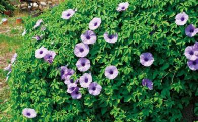 Ipomoea cairica (L.) Sweet 番仔藤