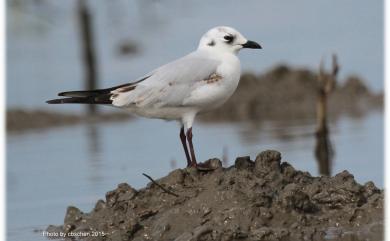 Saundersilarus saundersi (Swinhoe, 1871) 黑嘴鷗