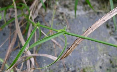 Dianthus palinensis 巴陵石竹