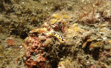 Hypselodoris maritima (Baba, 1949) 海洋高澤海麒麟