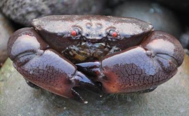 Menippe rumphii (Fabricius, 1798) 繆氏哲蟹