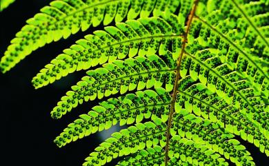 Dryopteris varia 南海鱗毛蕨