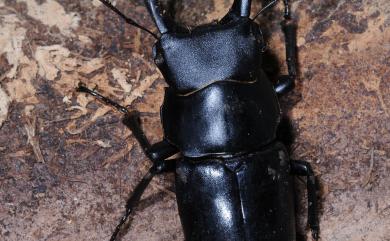 Dorcus mochizukii (Miwa, 1937) 望月鍬形蟲