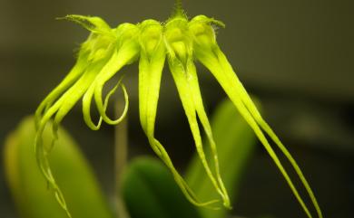 Bulbophyllum flaviflorum 黃花捲瓣蘭